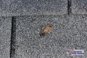 hail damaged roof shingle